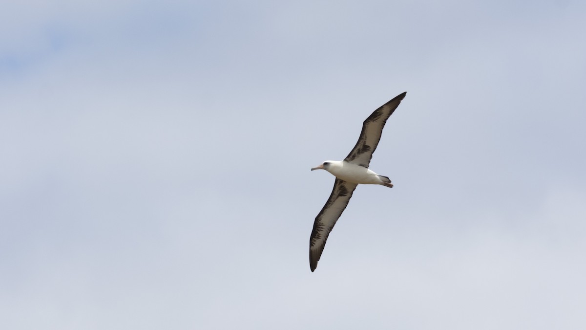 Laysan Albatross - ML463411911