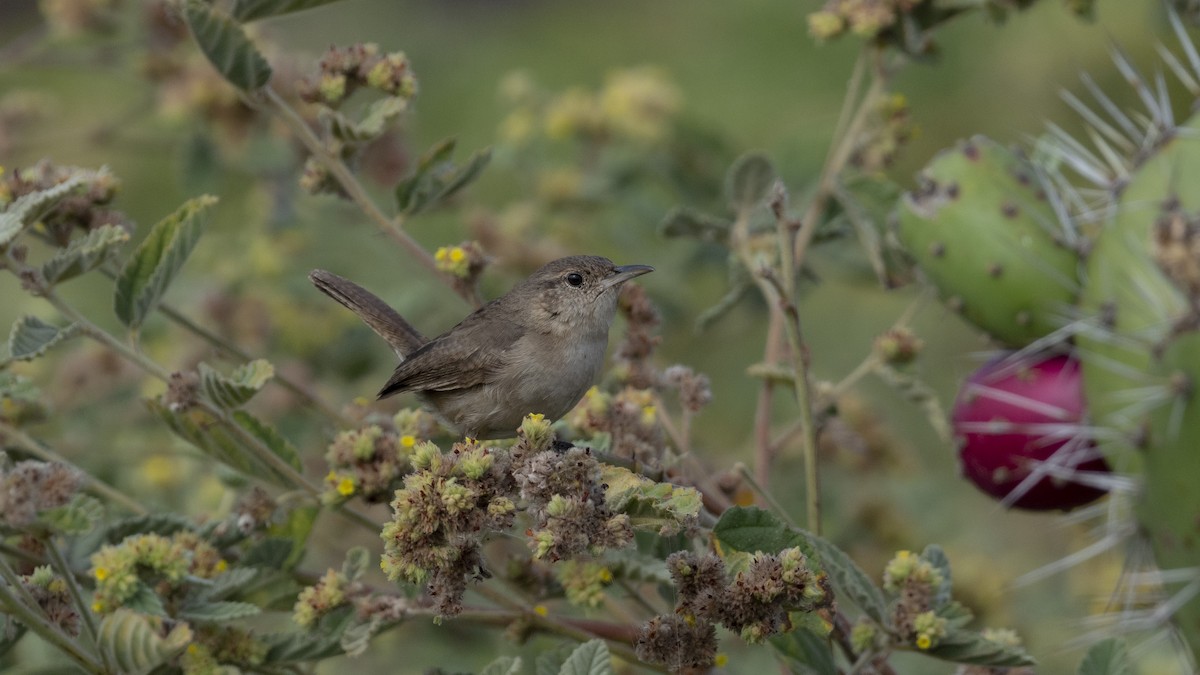 Clarion Wren - ML463412021