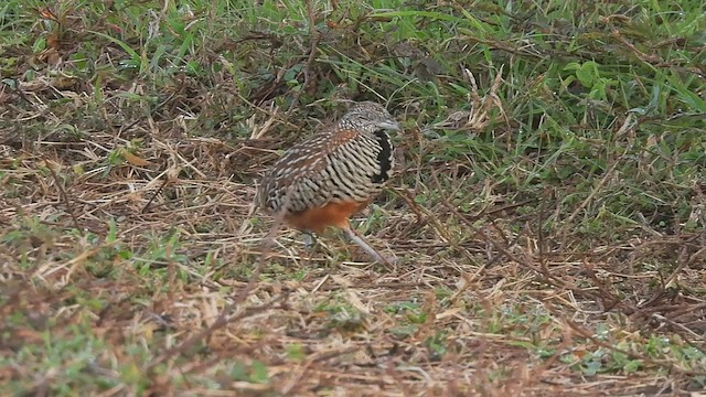 Barred Buttonquail - ML463412251