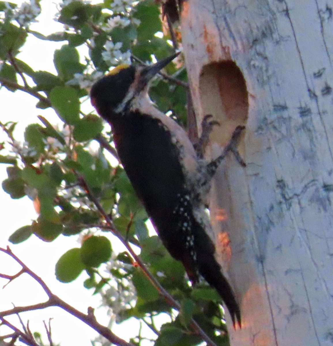Black-backed Woodpecker - ML463412841
