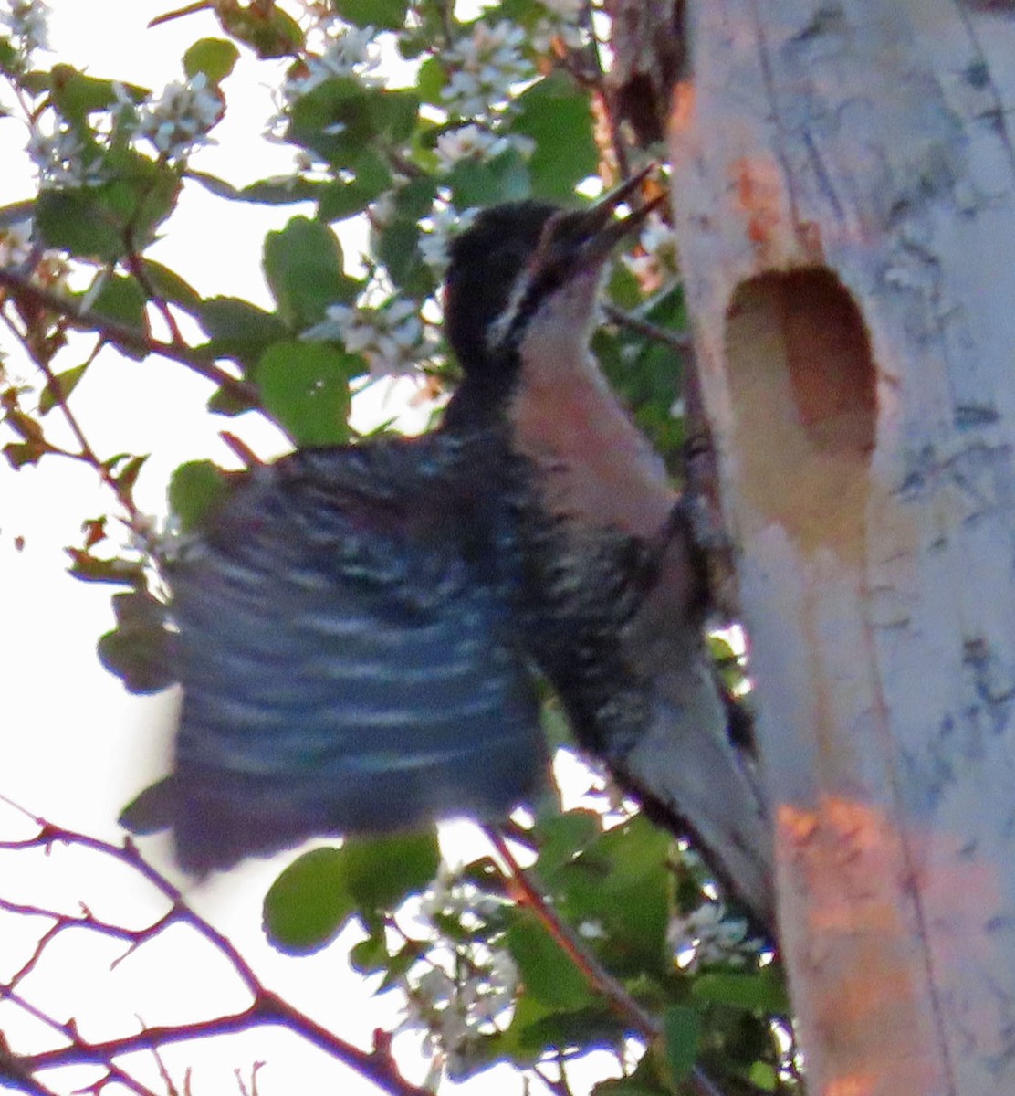 Black-backed Woodpecker - ML463412851