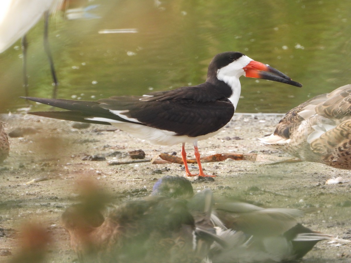 Black Skimmer - ML463412911