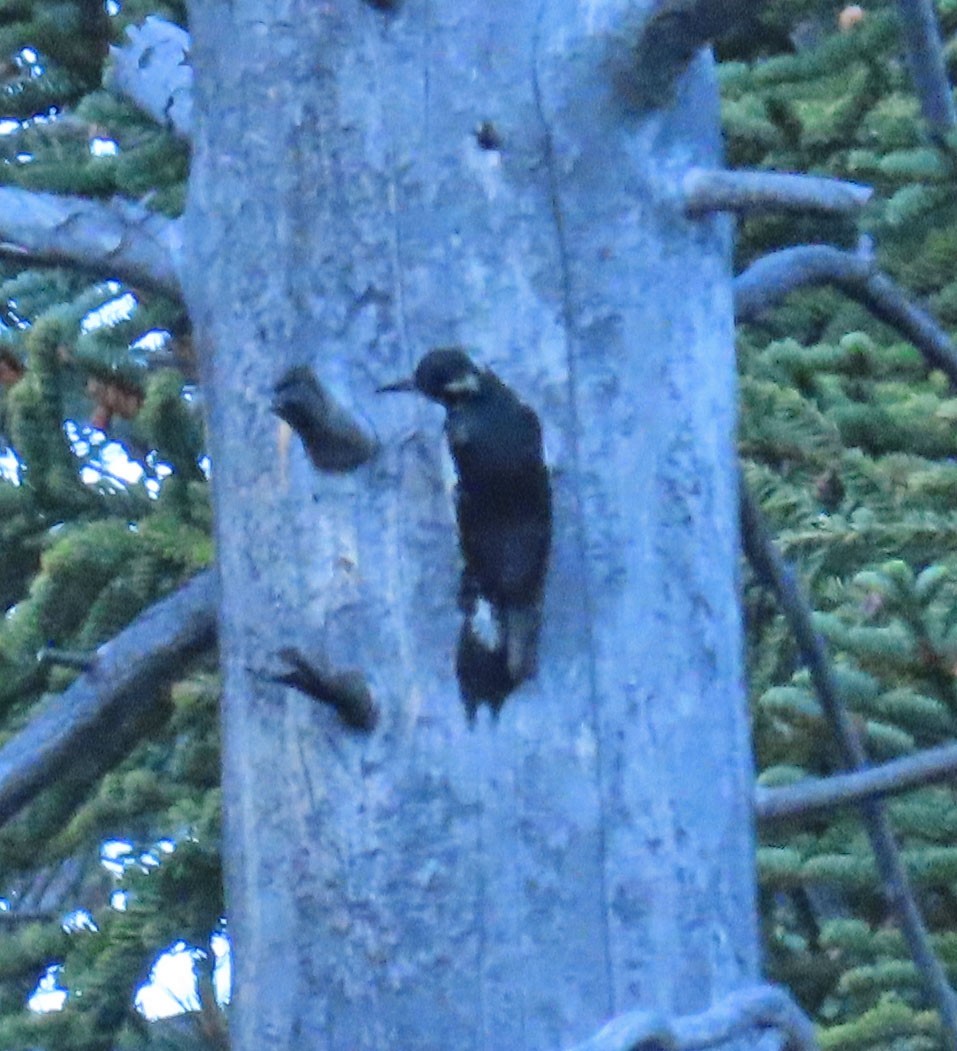 Williamson's Sapsucker - ML463413461