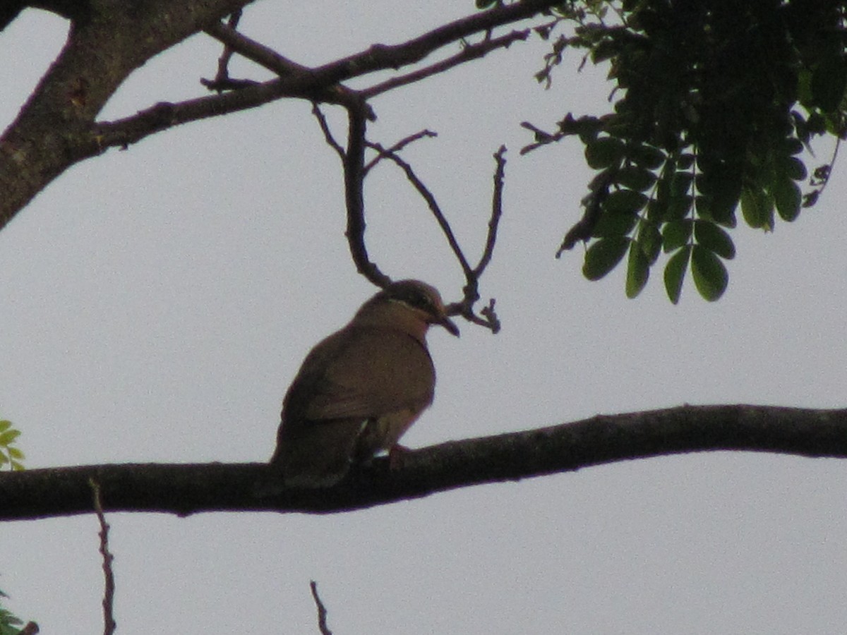 White-eared Brown-Dove (White-eared) - ML463414001