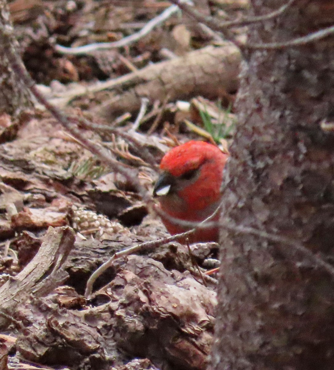 Pine Grosbeak - ML463414121