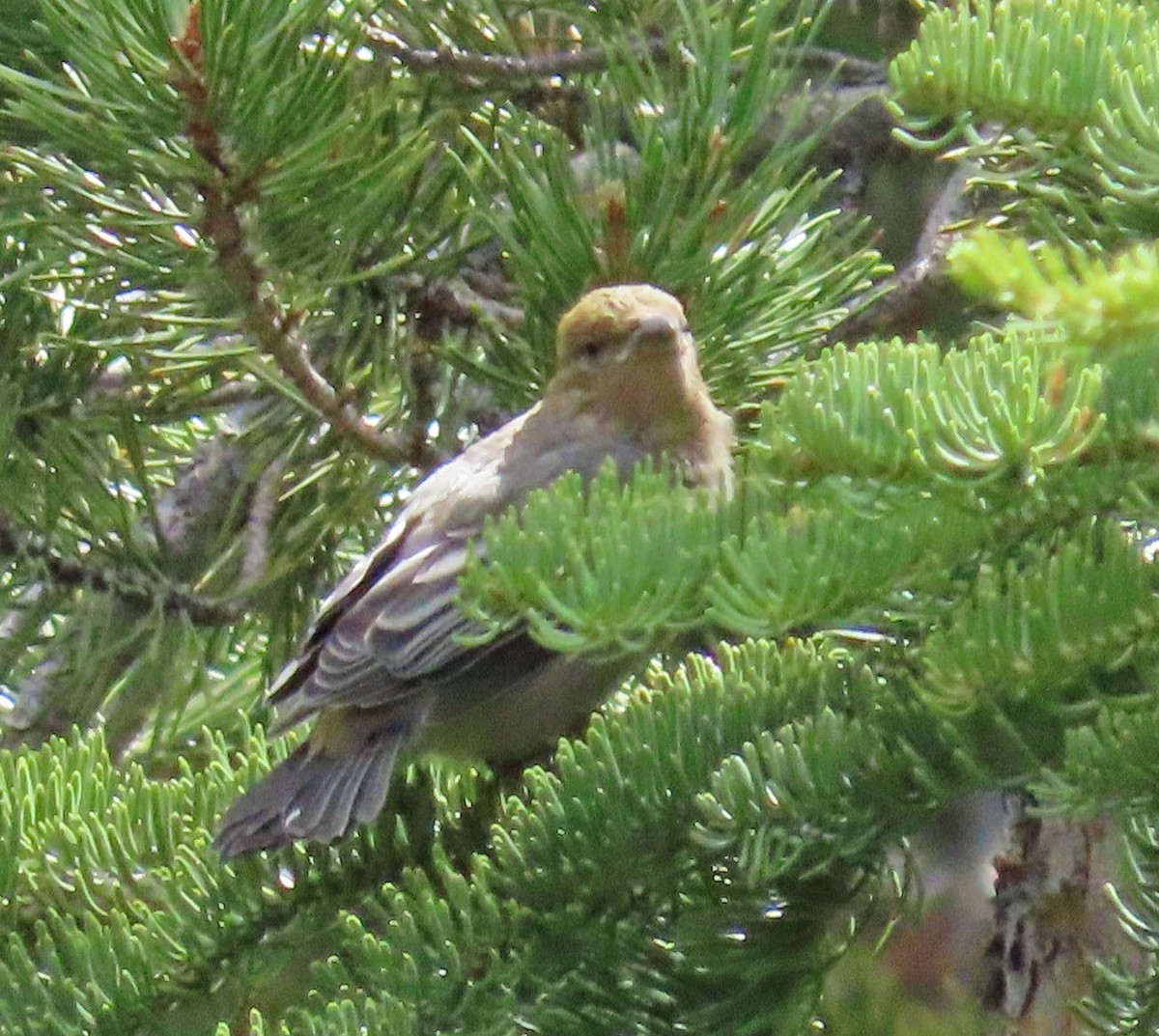 Pine Grosbeak - Diane Etchison