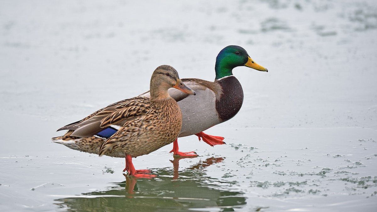 Mallard - Ferit Başbuğ