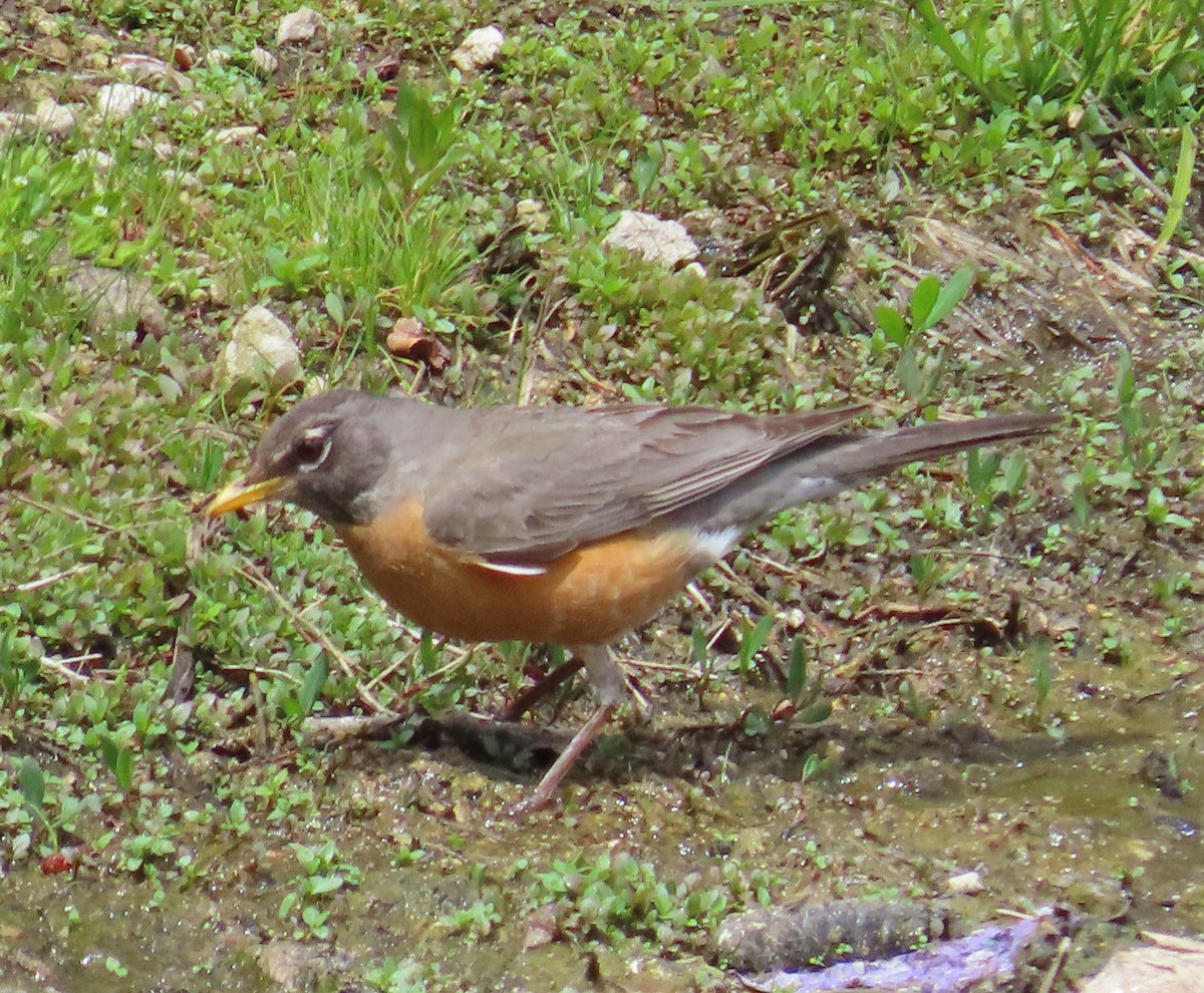 American Robin - ML463414221