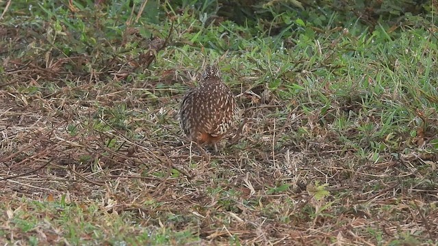 Barred Buttonquail - ML463414351