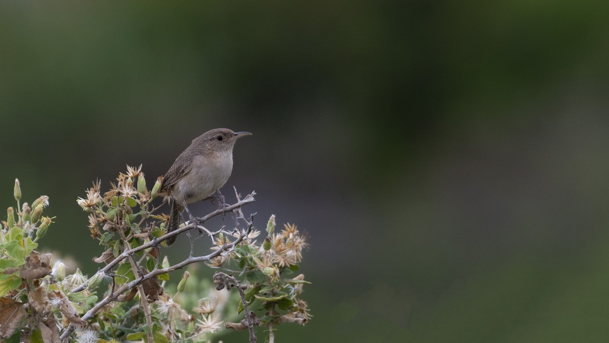 Clarion Wren - Alán Palacios