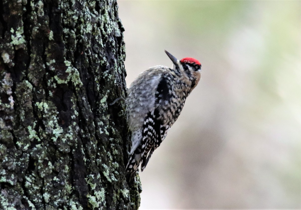 Yellow-bellied Sapsucker - ML46341691