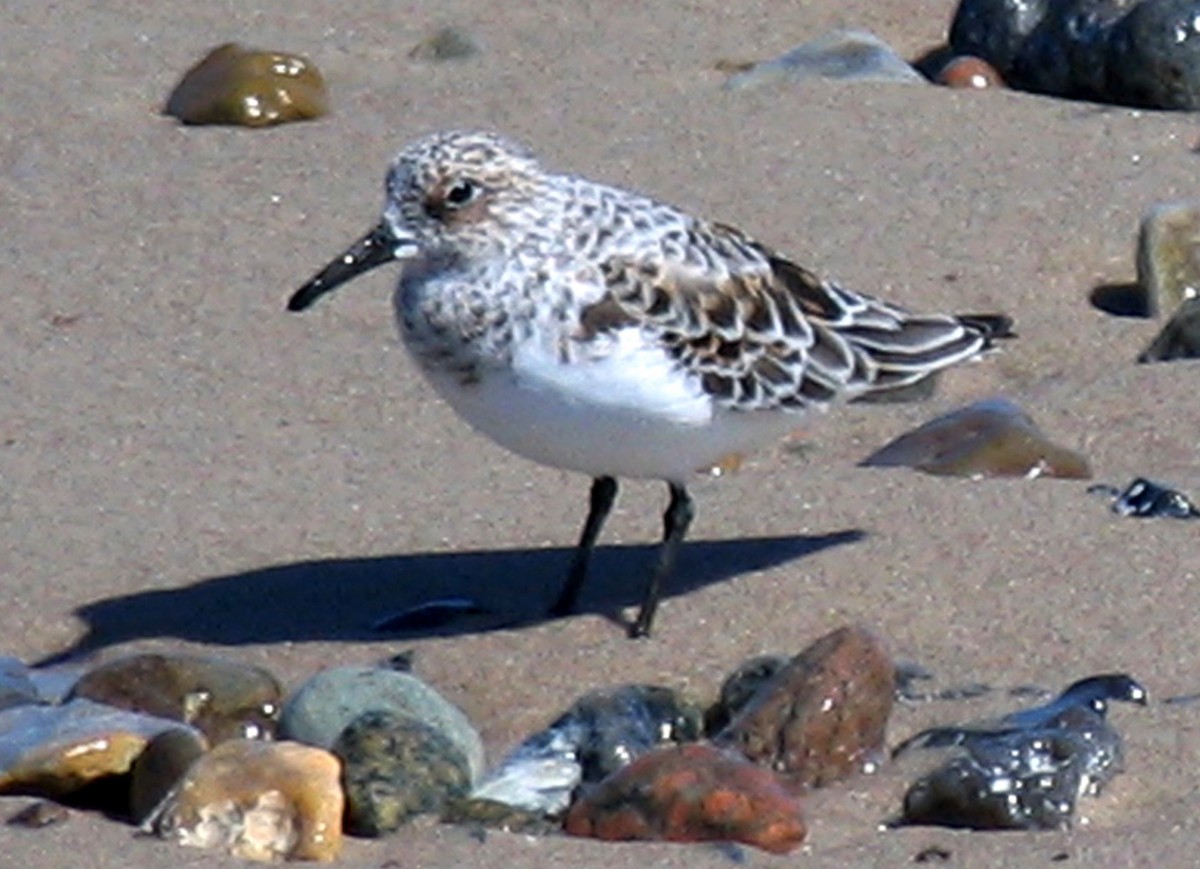 Sanderling - ML463418241