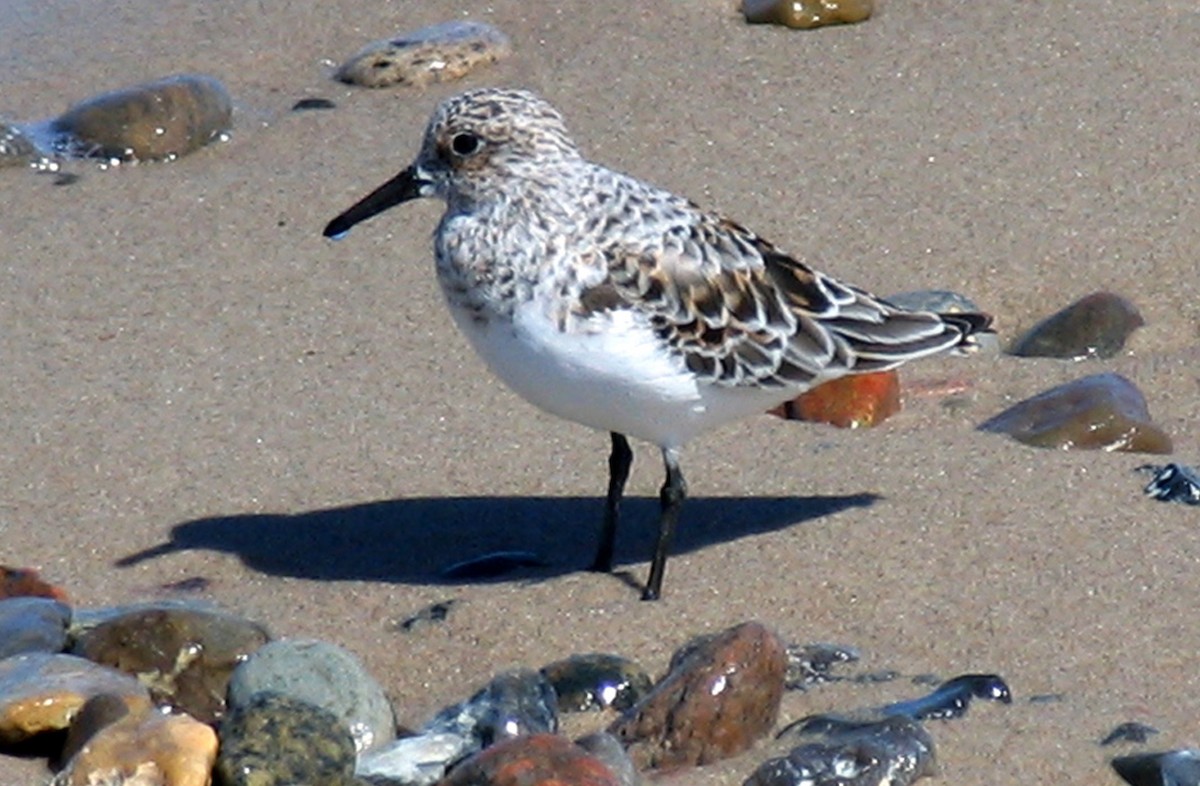 Sanderling - Heinrich Bjerregaard