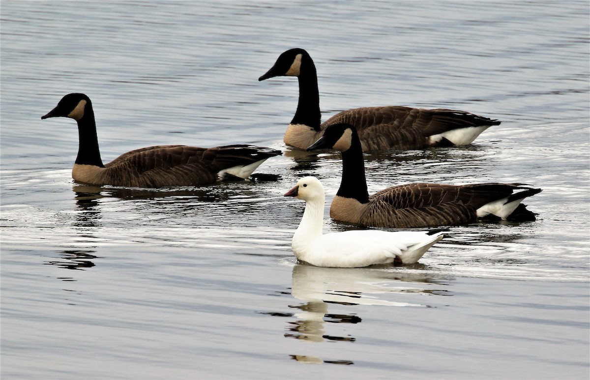 Ross's Goose - ML46341841