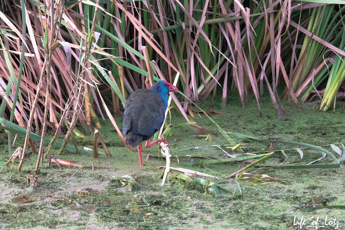 African Swamphen - ML463419111