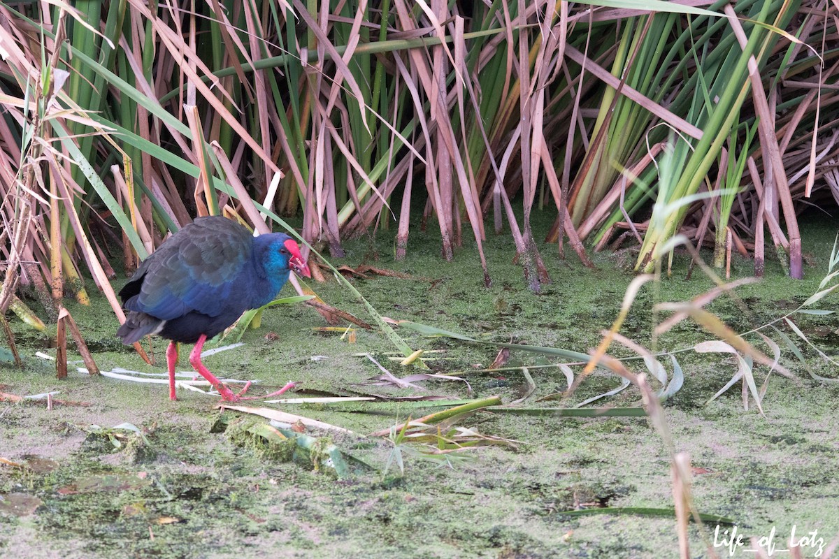 African Swamphen - ML463419121