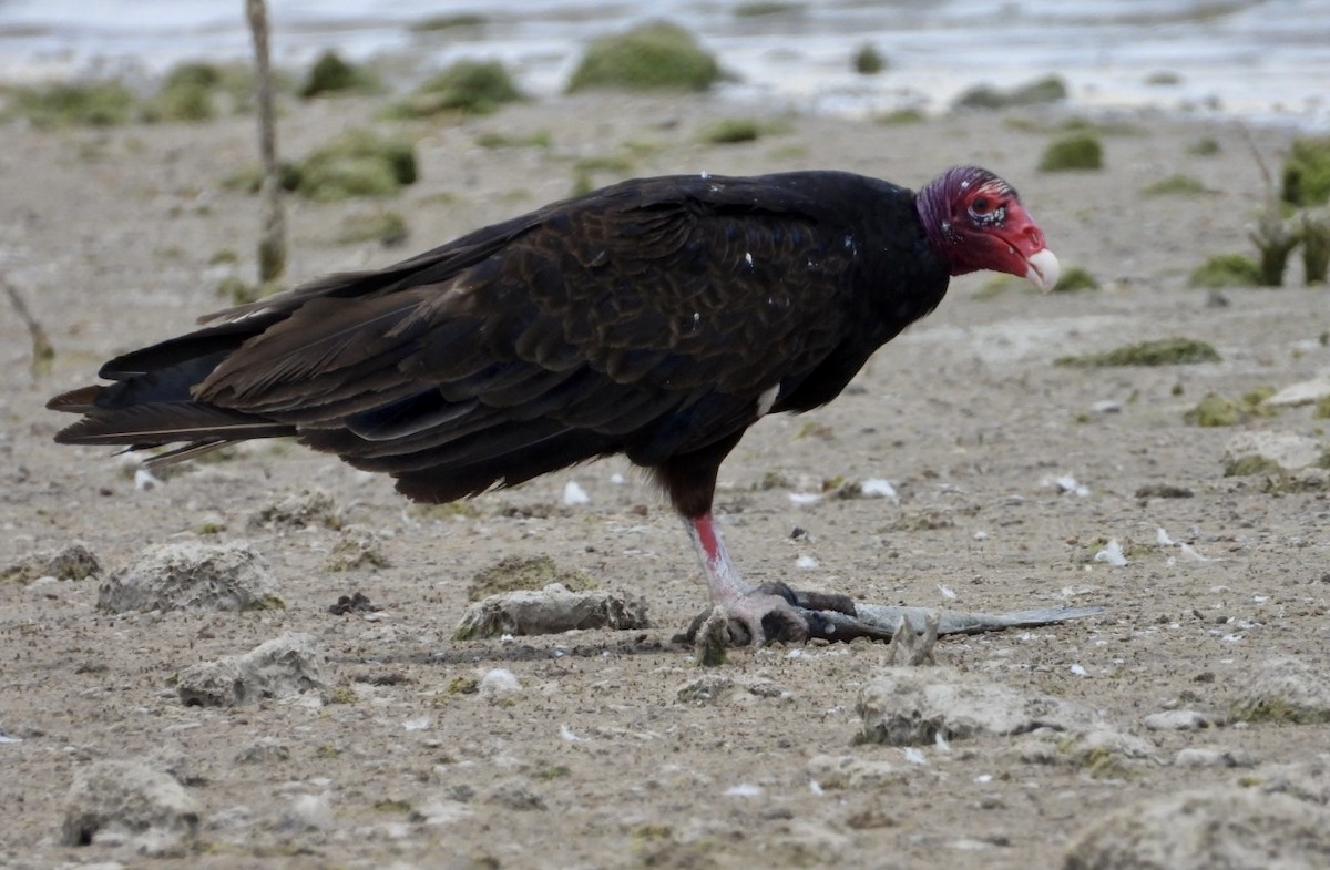 Turkey Vulture - ML463419281