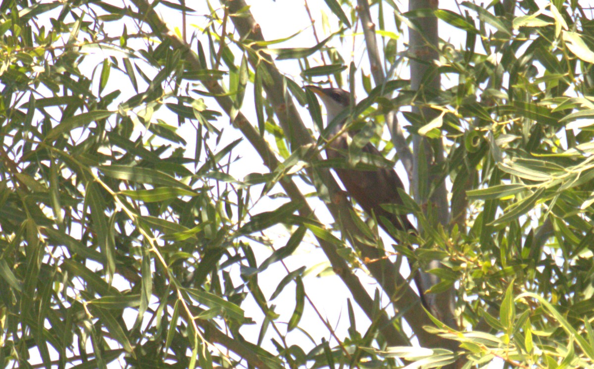 Yellow-billed Cuckoo - Curtis Marantz