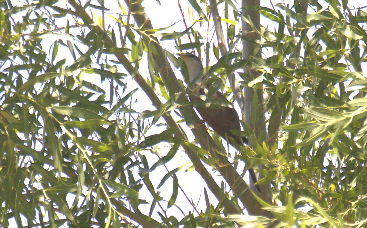 Yellow-billed Cuckoo - Curtis Marantz