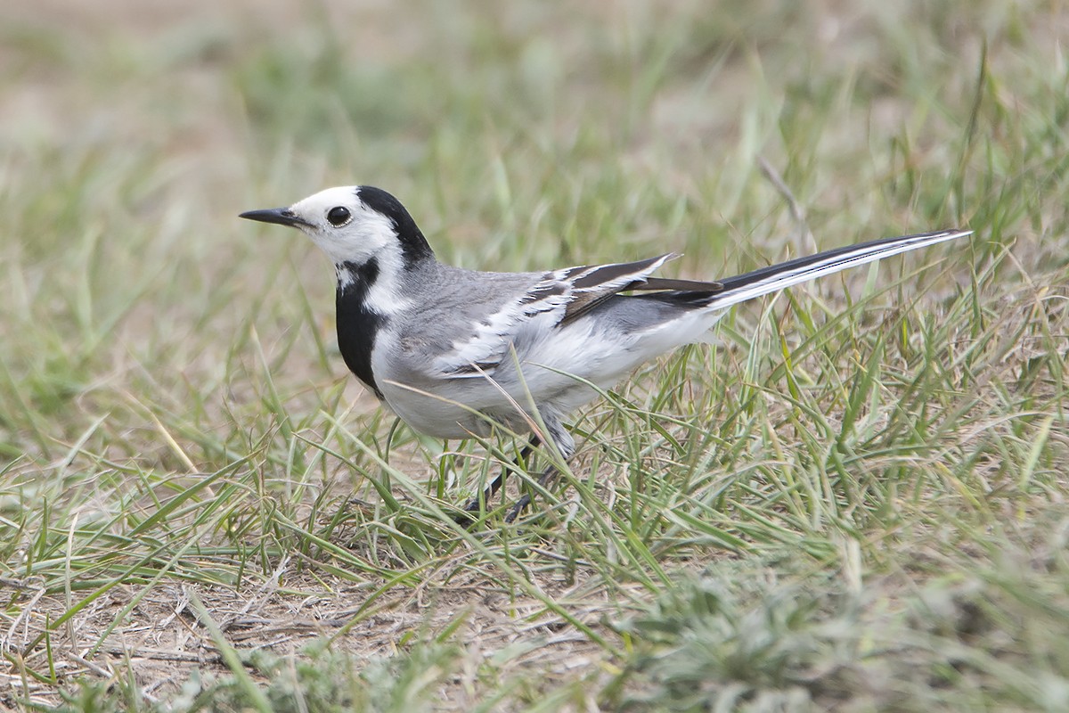 White Wagtail (Transbaikalian) - ML463420001