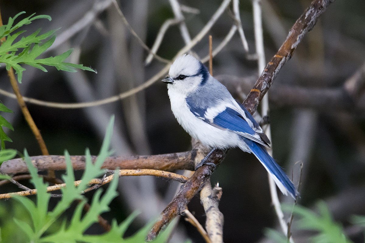 Mésange azurée - ML463420031