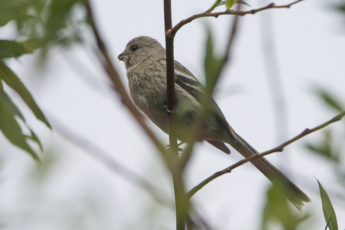 Long-tailed Rosefinch - ML463421751