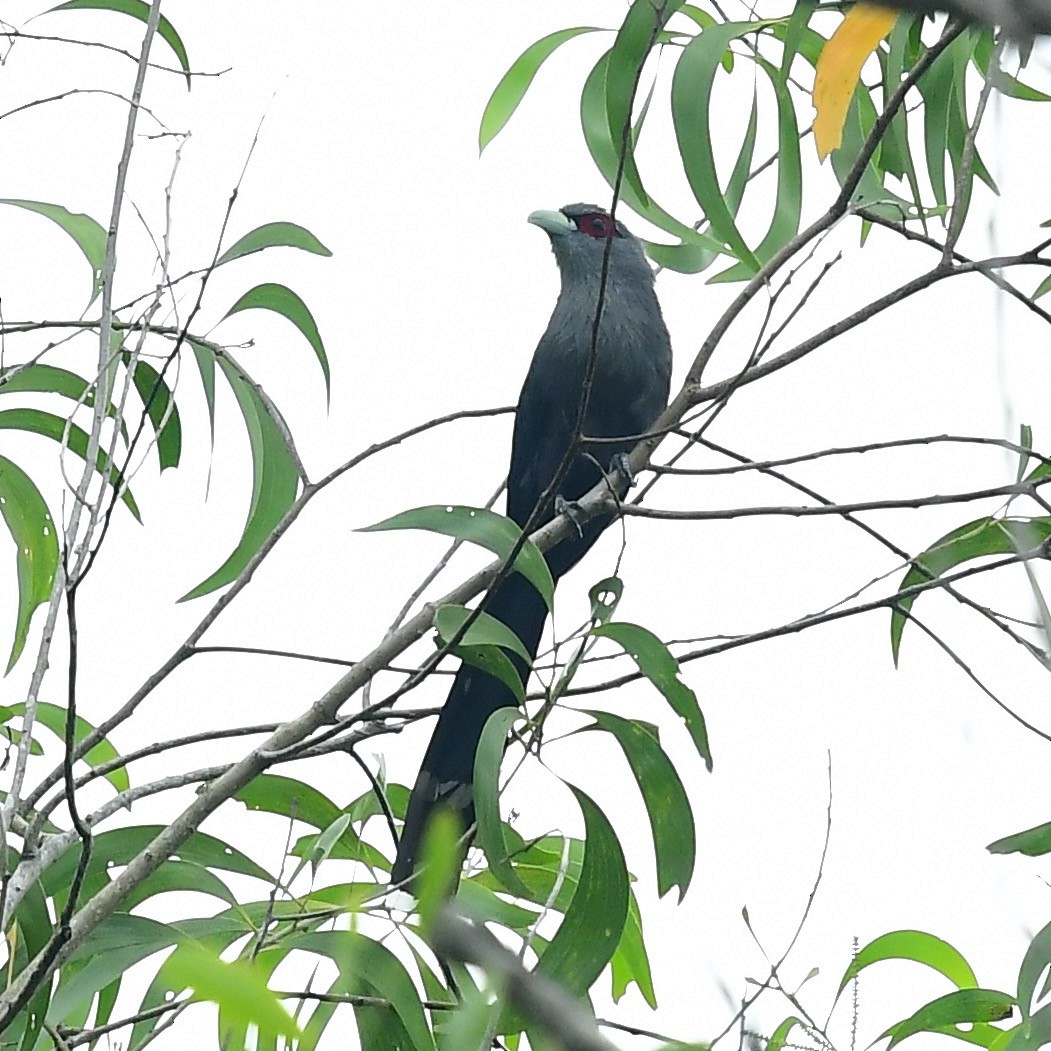 Black-bellied Malkoha - marcel finlay