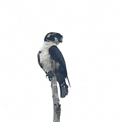 Black-thighed Falconet - ML463422881