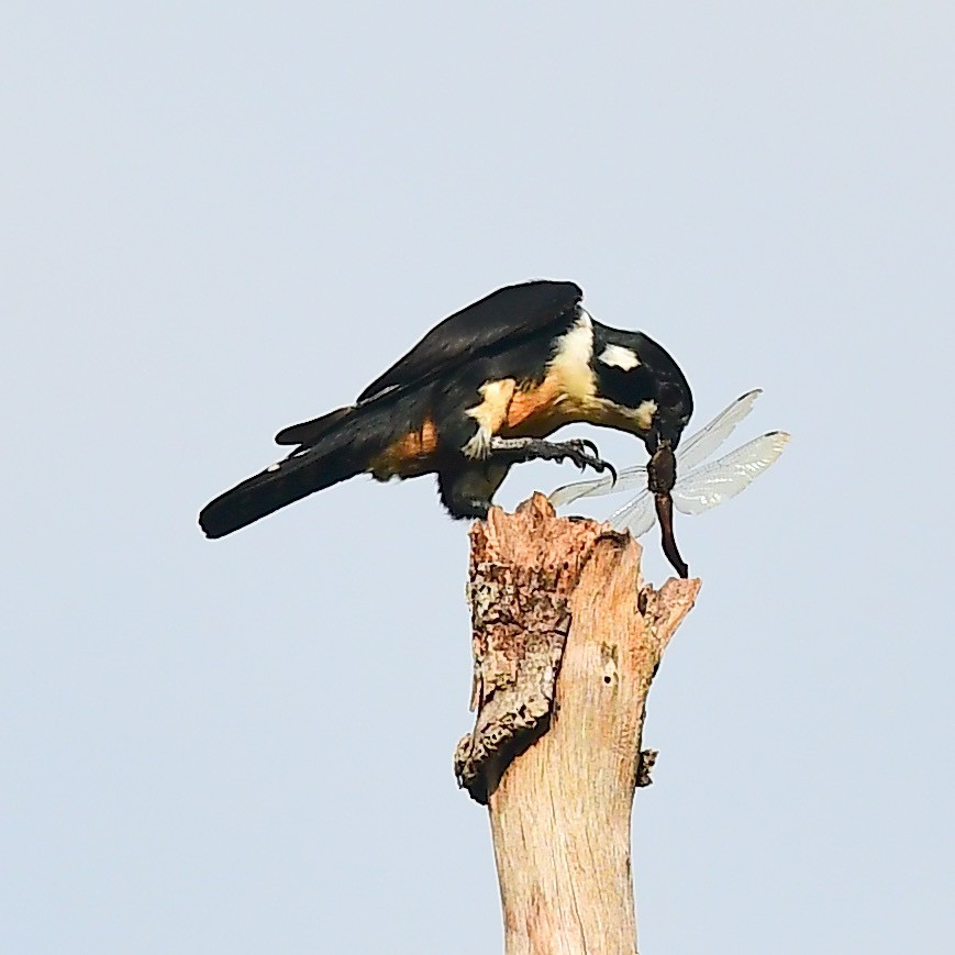 Black-thighed Falconet - ML463422891