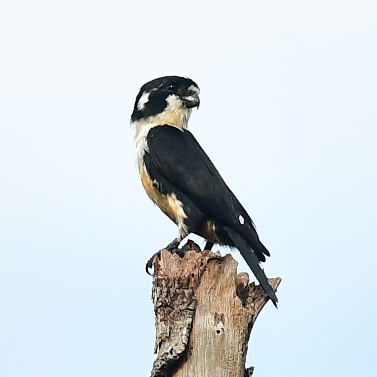 Black-thighed Falconet - marcel finlay