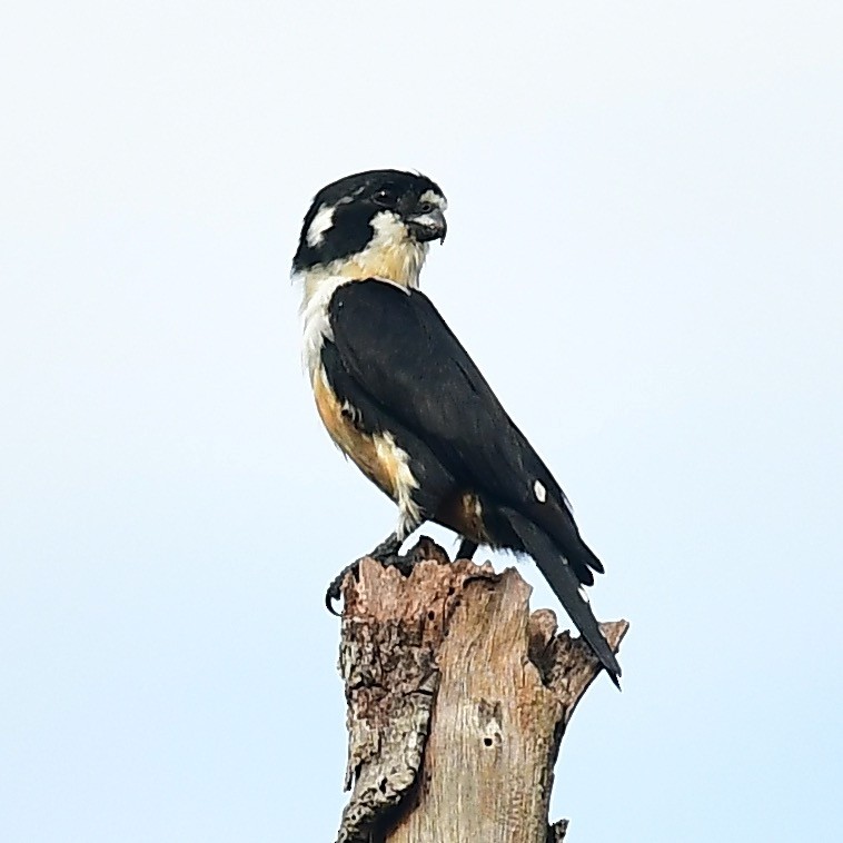 Black-thighed Falconet - ML463422901