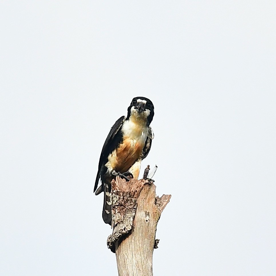 Black-thighed Falconet - marcel finlay