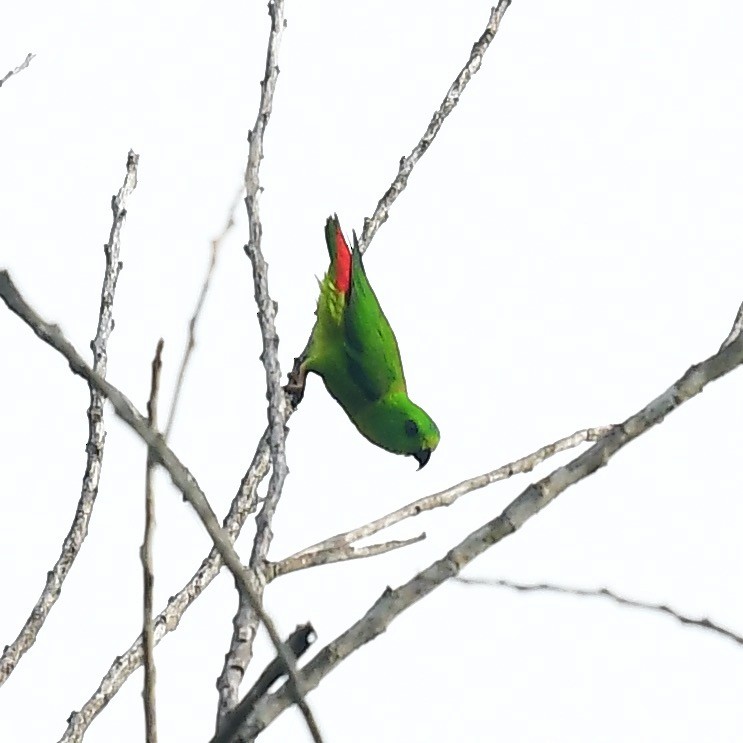 Blue-crowned Hanging-Parrot - marcel finlay