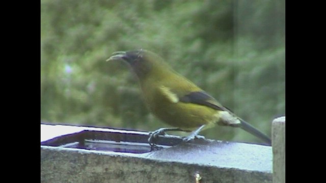 New Zealand Bellbird - ML463426271