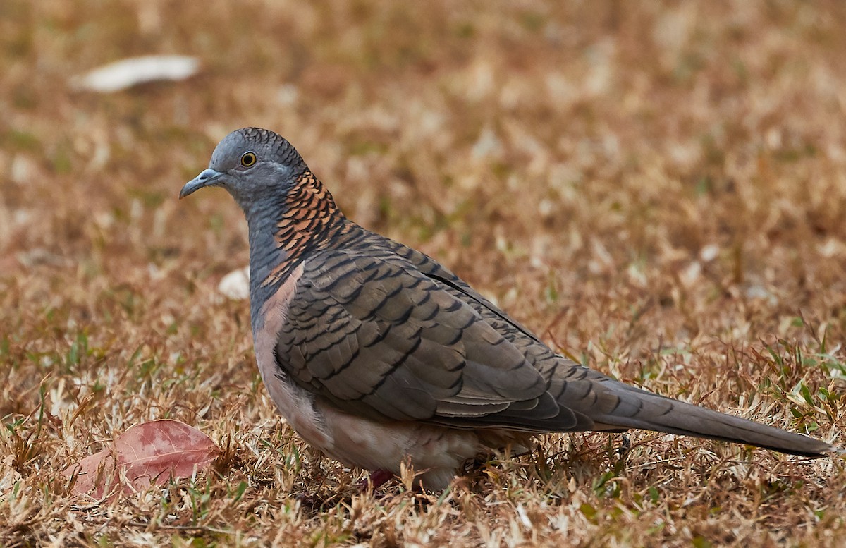 Bar-shouldered Dove - Robert Berry