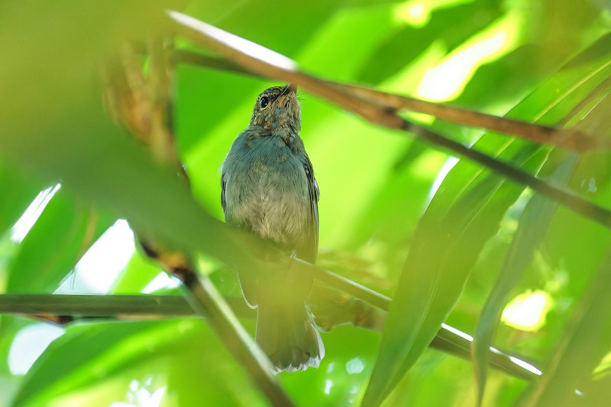 Pale Blue Flycatcher (Unicolored) - ML463427411