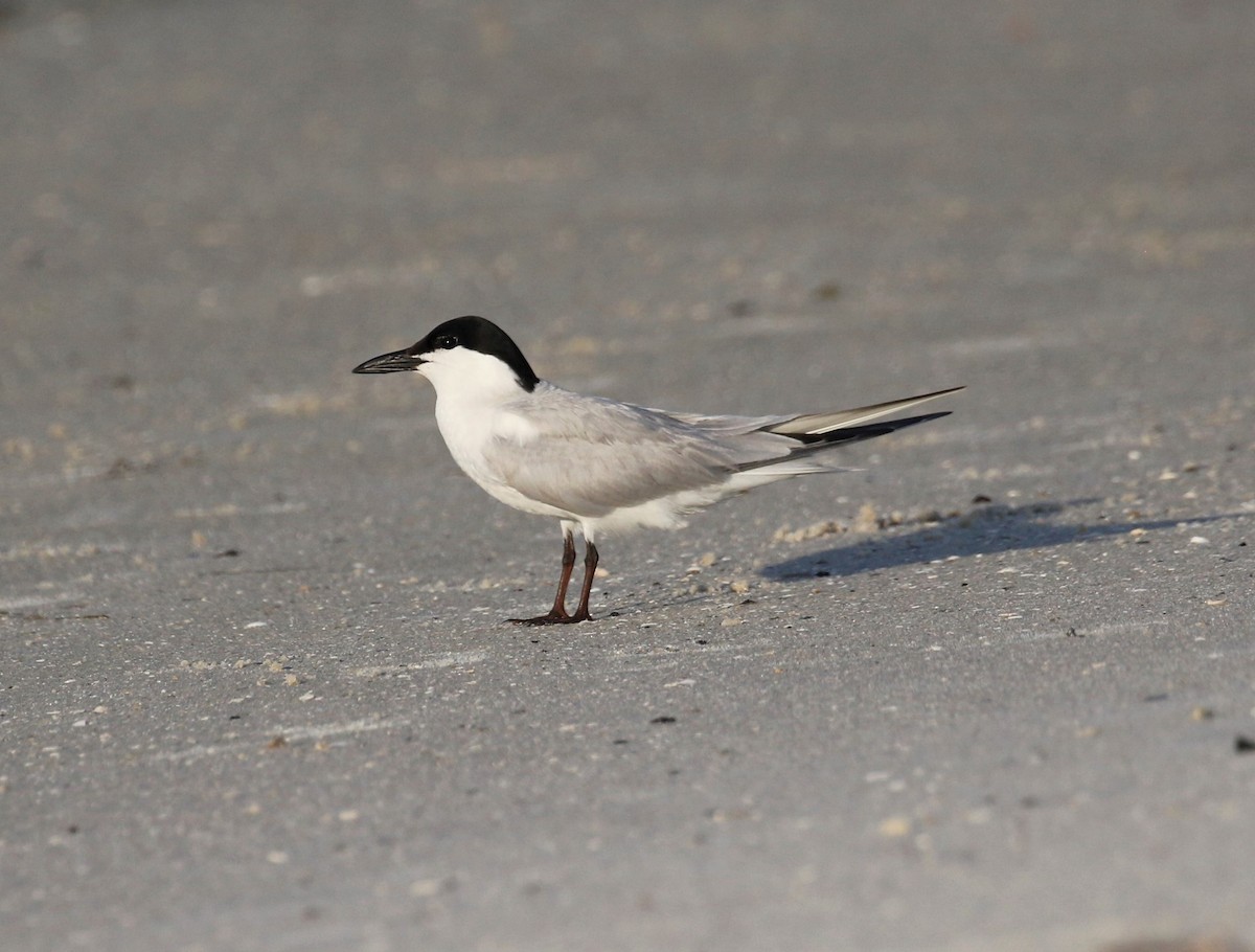 Gull-billed Tern - Anne Ruben