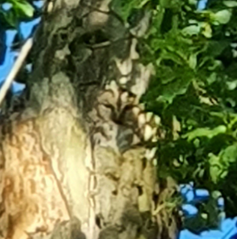 Tawny Owl - ML463430151
