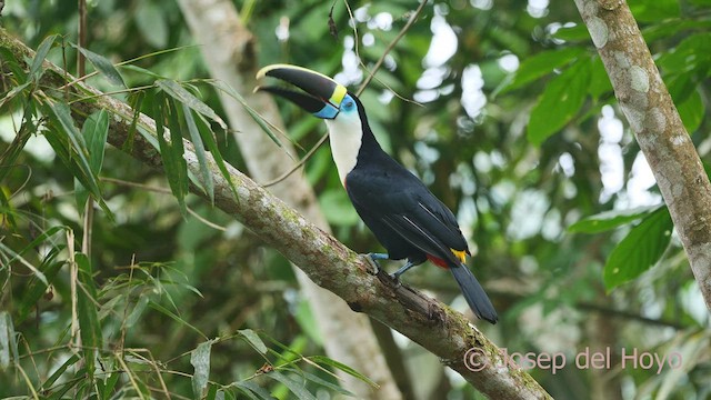 White-throated Toucan - ML463430501