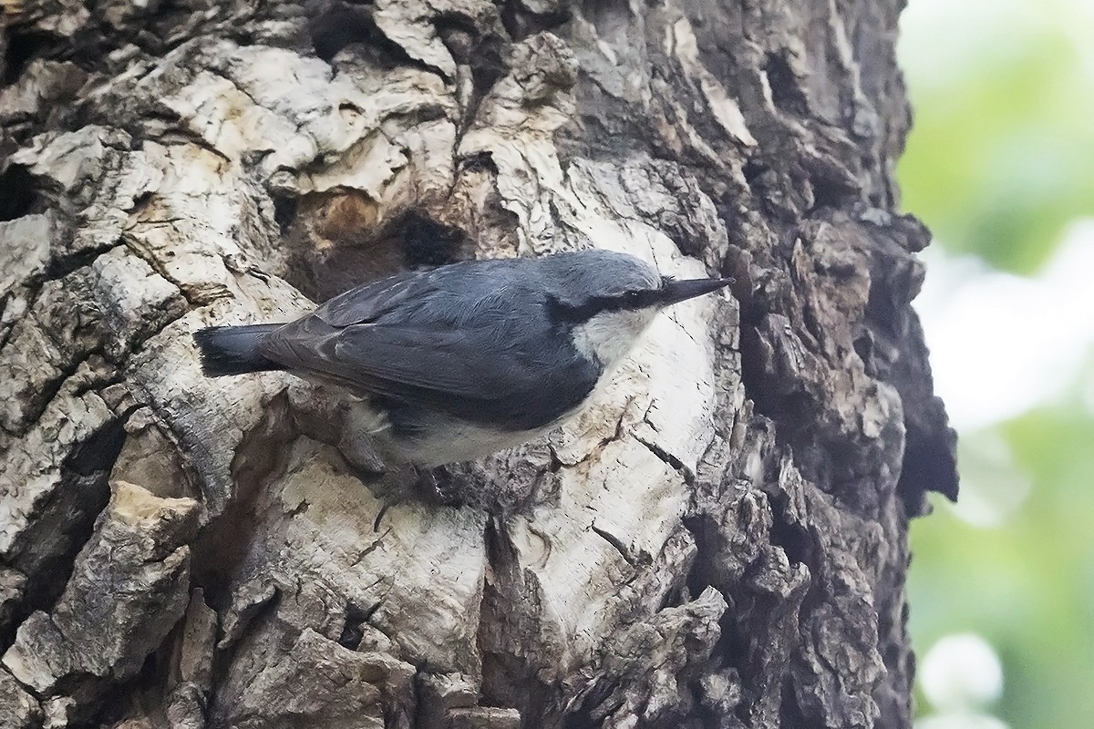 Eurasian Nuthatch - ML463430591