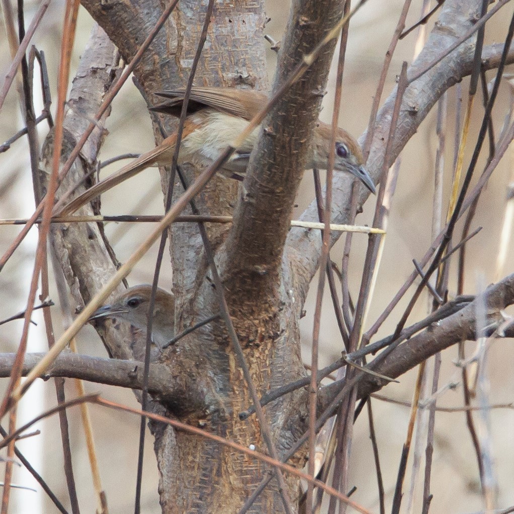 Northern Brownbul - ML463430661