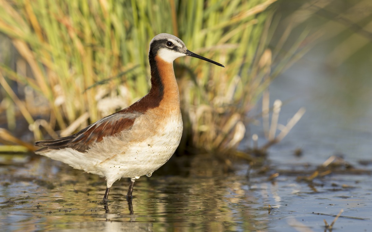 Wilson's Phalarope - Blair Dudeck