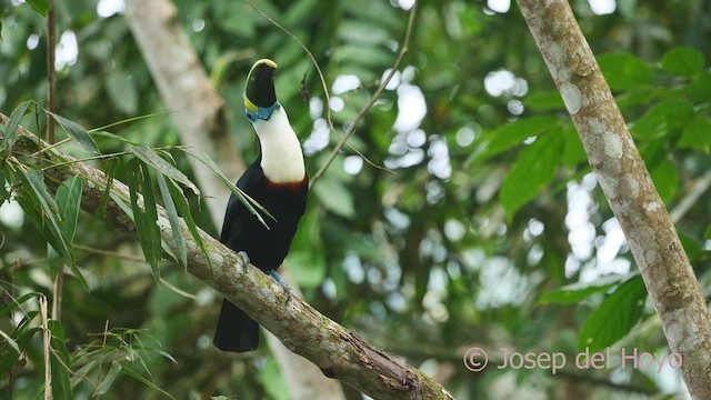 White-throated Toucan - ML463432831