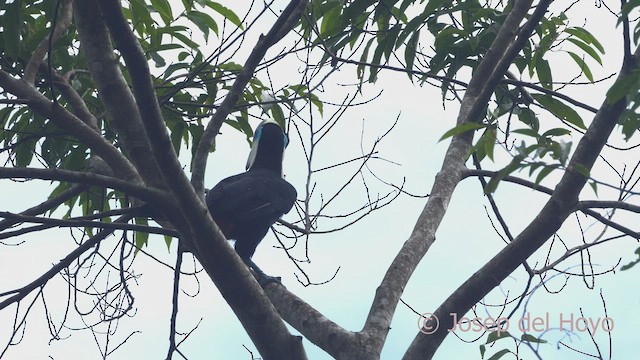 White-throated Toucan - ML463434311