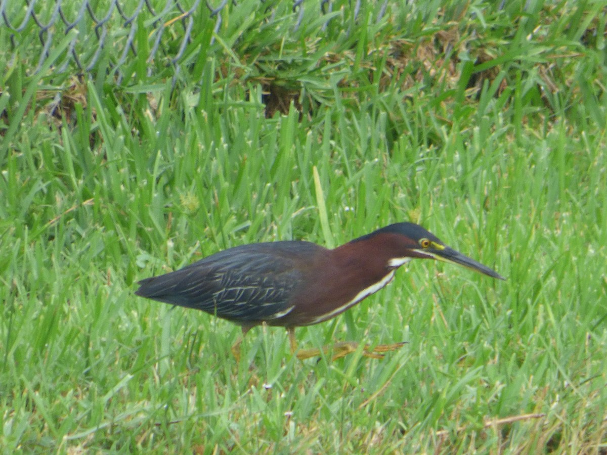 Green Heron - ML463434701