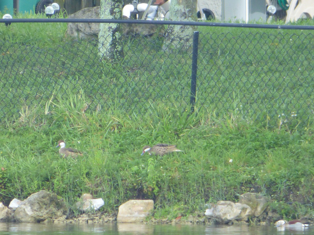 White-cheeked Pintail - ML463434821