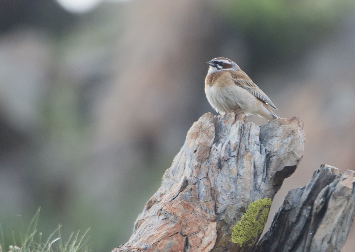 Meadow Bunting - Miguel Rouco
