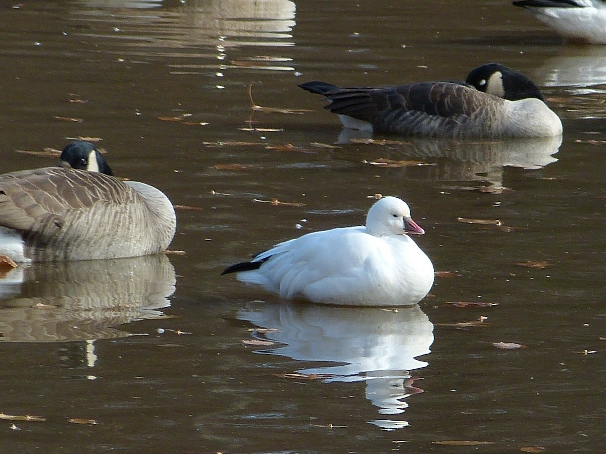 Ross's Goose - ML46343631