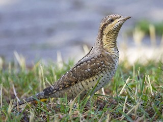 Eurasian Wryneck - Jynx torquilla - Birds of the World