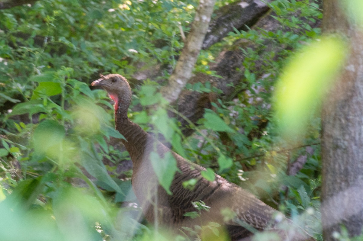 Wild Turkey - ML463439351
